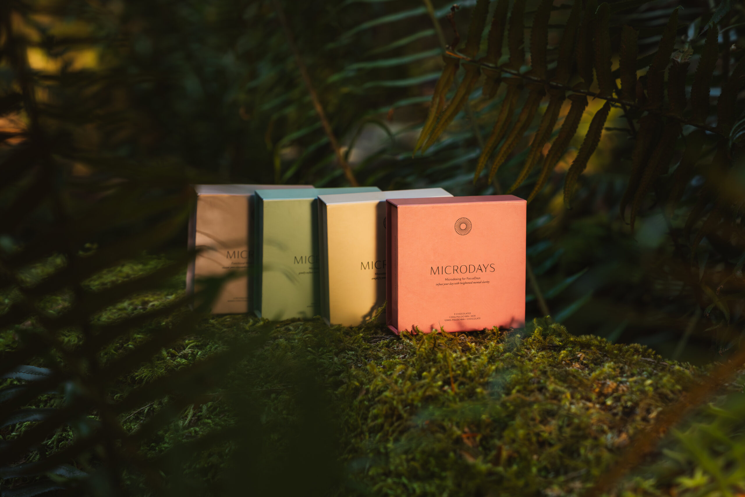 MicroDays chocolate boxes nestled in ferns and moss in a BC forest